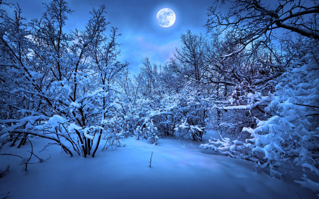 Snowy path forest full moon free wallpaper for desktop - medium preview image