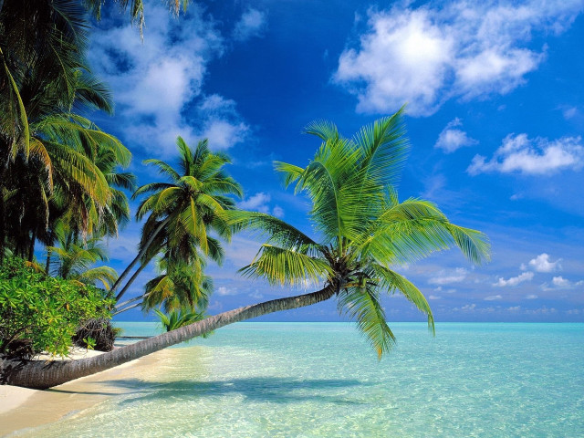 Palm tree beach clear water #3 free wallpaper for desktop - medium preview image