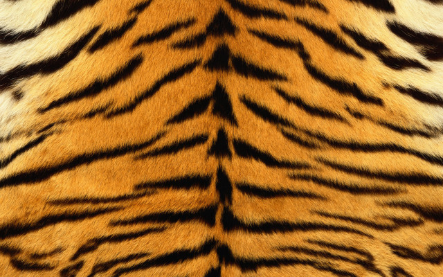 Tiger print pattern fur image #2 free wallpaper for desktop - medium preview image