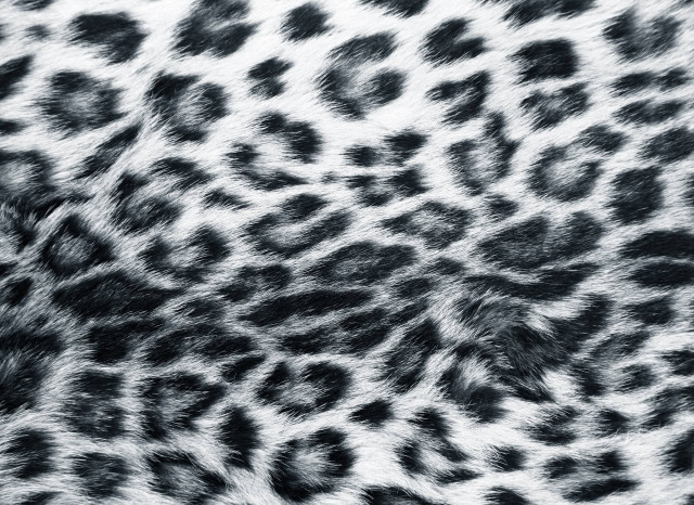 Leopard fur pattern aesthetic album free wallpaper for desktop - medium preview image
