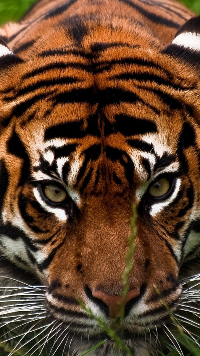 Tiger grass closeup side eye free wallpaper for mobile - medium preview image