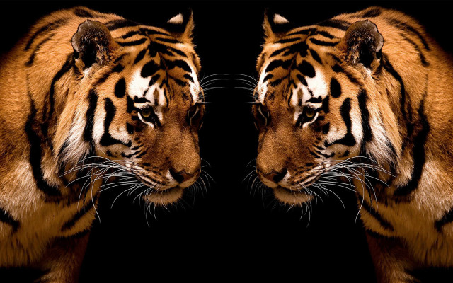 Tigers facing each other heads free wallpaper for desktop - medium preview image