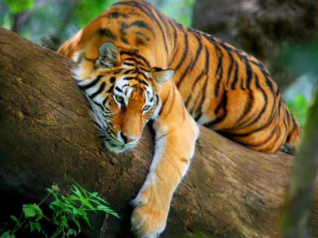 Tiger laying tree branch forest free wallpaper for desktop - medium preview image