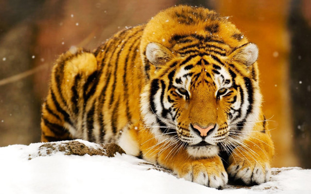 Tiger walking snow forest trees #2 free wallpaper for desktop - medium preview image