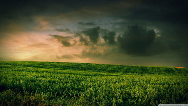 Green field lone tree cloudy #4 free wallpaper for desktop - medium preview image