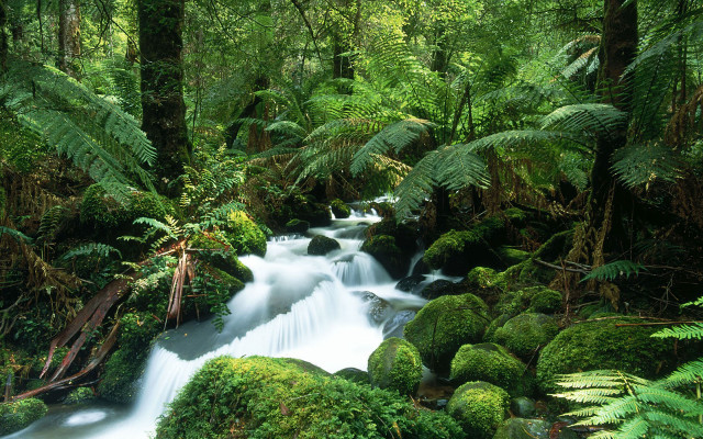 Lush forest stream waterfall alexanderbrook free wallpaper for desktop - medium preview image