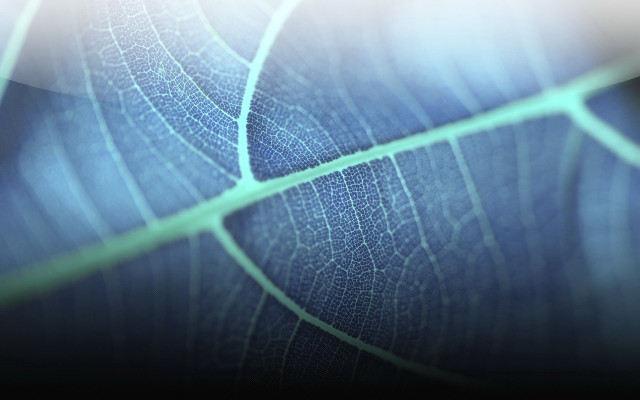 Leaf texture closeup blurry background free wallpaper for desktop - medium preview image