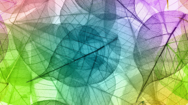 Colorful abstract background leaf structure free wallpaper for desktop - medium preview image