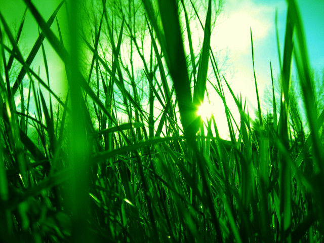 Green field sunlight grass trees free wallpaper for desktop - medium preview image