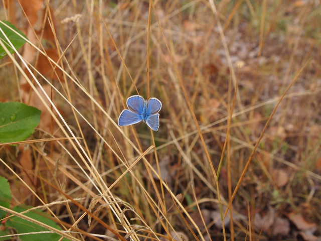 Blue butterfly leaf grass cow free wallpaper for desktop - medium preview image