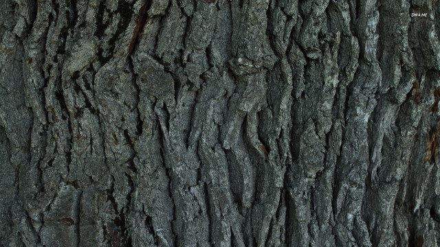 Tree trunk bark texture brown free wallpaper for desktop - medium preview image