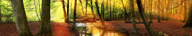 Stream forest trees leaves path free wallpaper for desktop - medium preview image