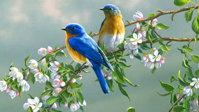 Birds branch flowering tree colorful free wallpaper for desktop - medium preview image
