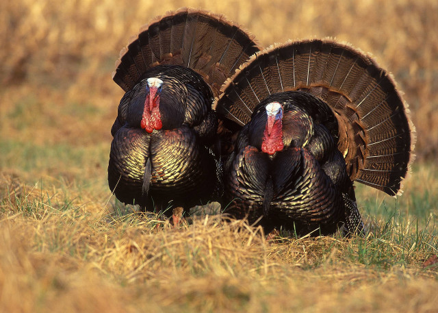 Two turkeys field grass looking free wallpaper for desktop - medium preview image