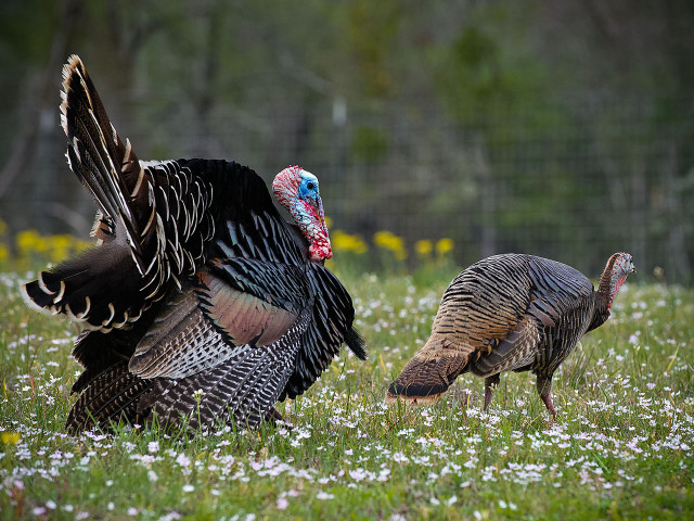 Turkeys field grass flowers trees free wallpaper for desktop - medium preview image