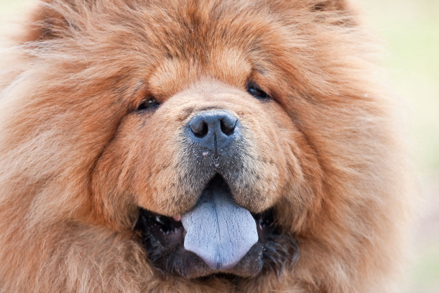 Dog closeup long tongue big free wallpaper for desktop - medium preview image