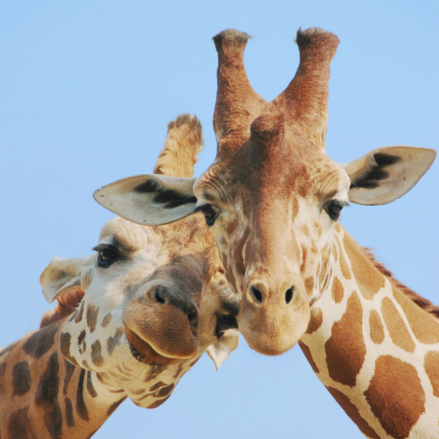 Giraffes touching necks close together free wallpaper for tablet - medium preview image