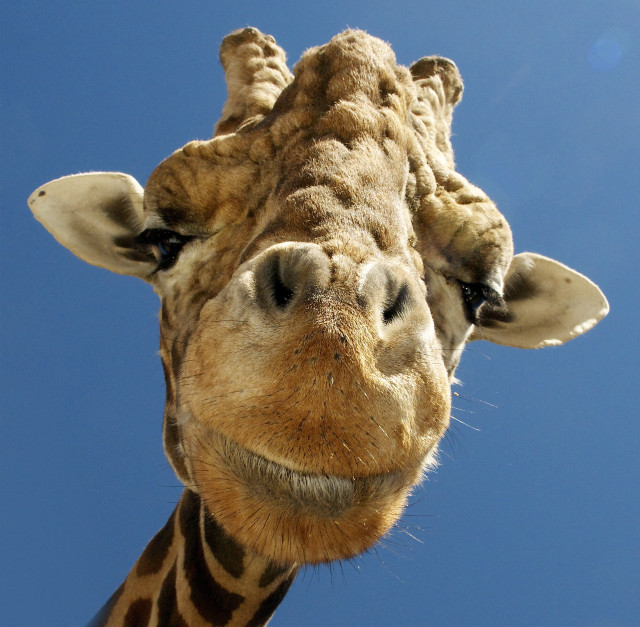 Giraffe head neck blue sky #3 free wallpaper for tablet - medium preview image