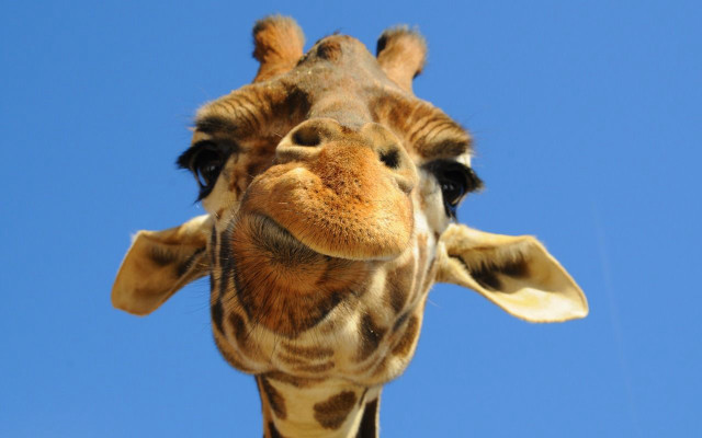 Giraffe head neck blue sky free wallpaper for desktop - medium preview image