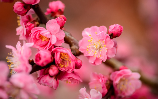 Pink flower closeup tree branch free wallpaper for desktop - medium preview image