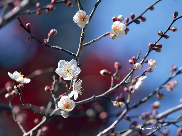 Branch white flowers blue sky #3 free wallpaper for desktop - medium preview image