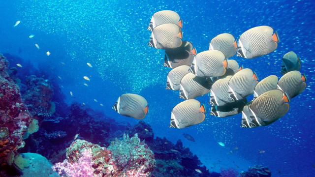 Fish swimming coral reef ocean #2 free wallpaper for desktop - medium preview image