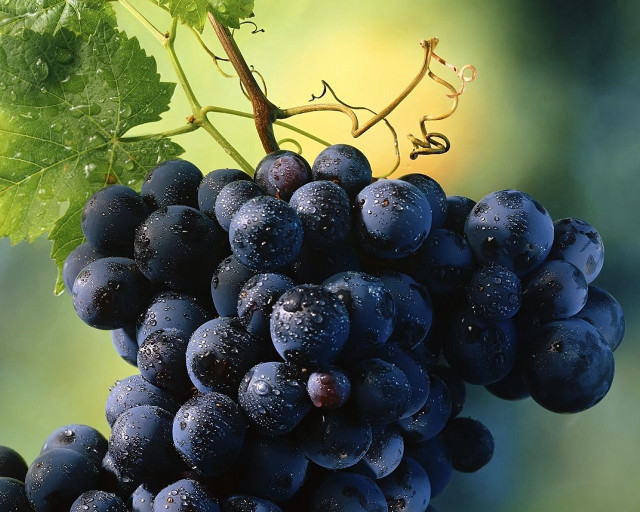 Grapes vine water droplets green free wallpaper for desktop - medium preview image