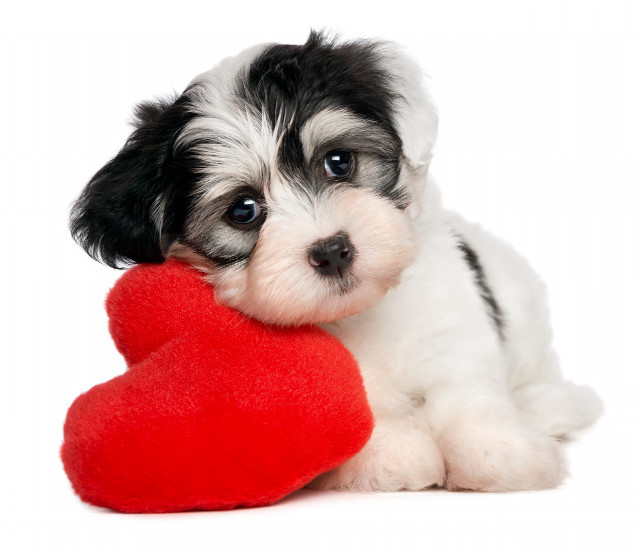 Small dog red heart black free wallpaper for desktop - medium preview image