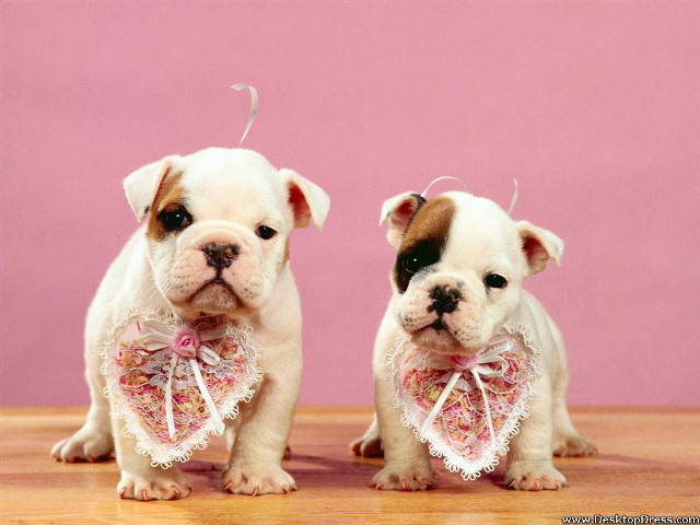 Two puppies bows lace rococo free wallpaper for desktop - medium preview image