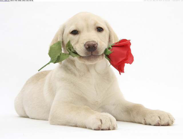 Dog red rose mouth sitting free wallpaper for desktop - medium preview image