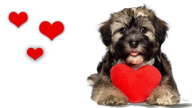 Small dog red heart flying free wallpaper for desktop - medium preview image