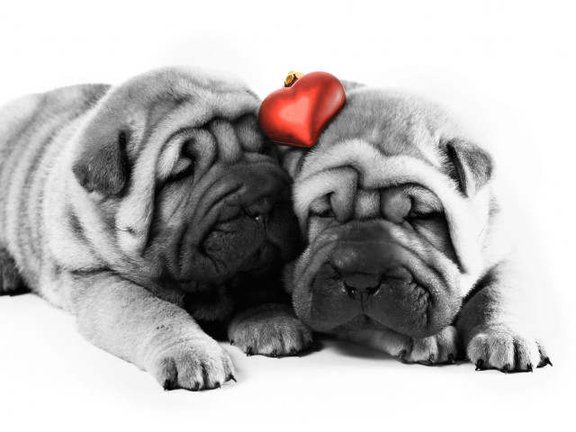 Dogs love heart old man free wallpaper for desktop - medium preview image