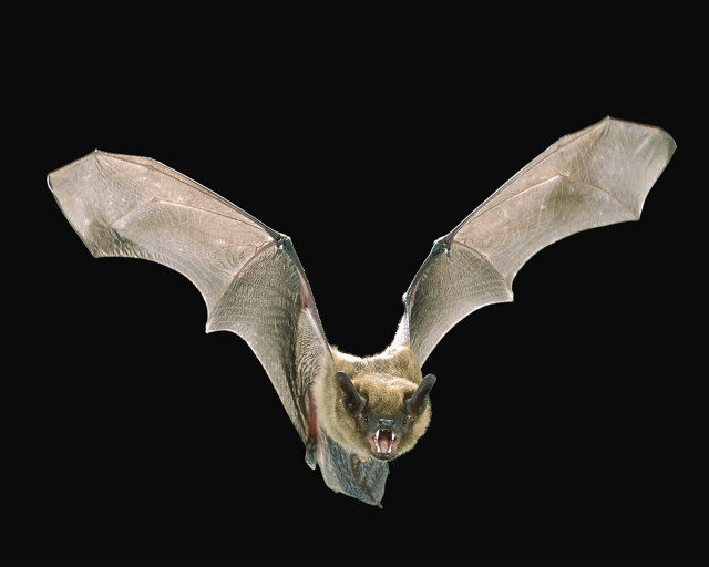 Bat wings open mouth teeth free wallpaper for desktop - medium preview image