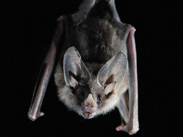 Bat hanging upside down black free wallpaper for desktop - medium preview image