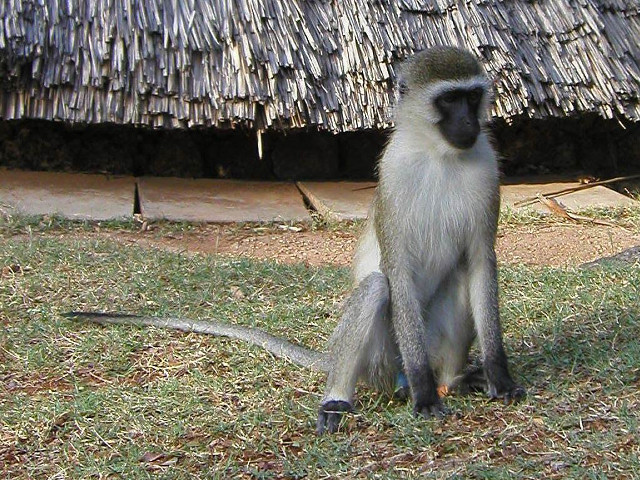 Monkey sitting hut grass straw free wallpaper for desktop - medium preview image