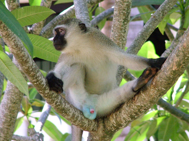 Monkey sitting tree looking distance free wallpaper for desktop - medium preview image