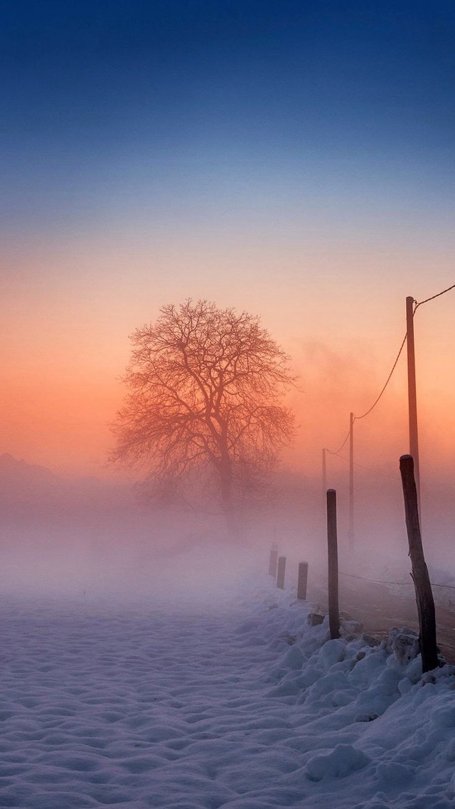 Foggy field tree fence wirepost free wallpaper for mobile - medium preview image