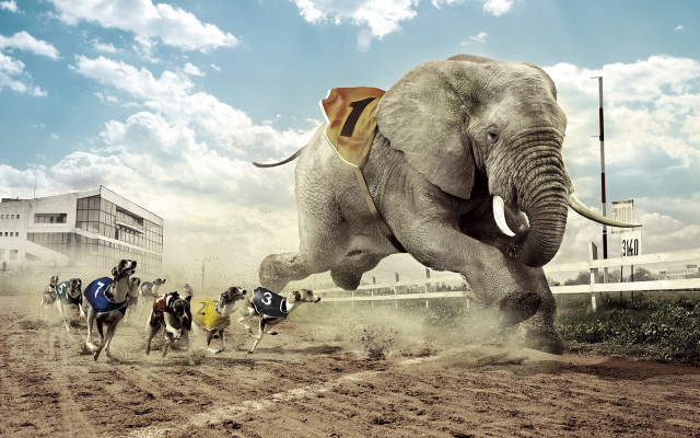 Elephants riding group dirt field #2 free wallpaper for desktop - medium preview image