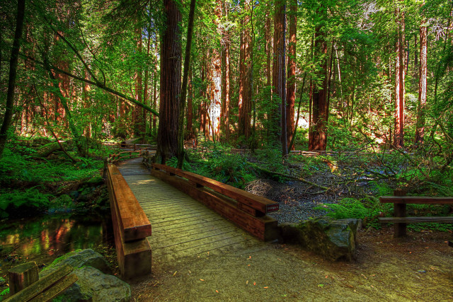 Wooden bench wooden walkway forest free wallpaper for desktop - medium preview image