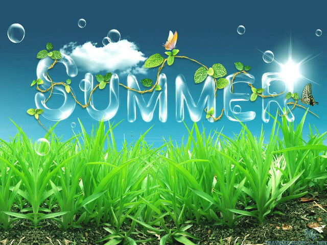 Summer grass butterfly blue sky free wallpaper for desktop - medium preview image