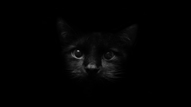 Black cat sad look dark free wallpaper for desktop - medium preview image