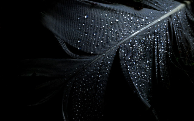 Feather water droplets black white free wallpaper for desktop - medium preview image