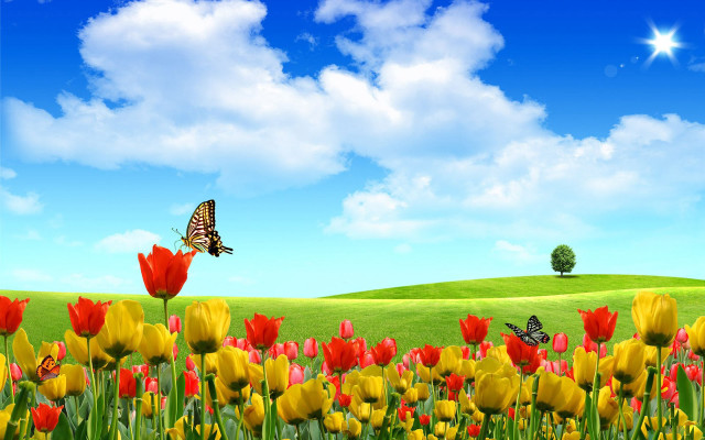 Flower field butterfly blue sky #2 free wallpaper for desktop - medium preview image