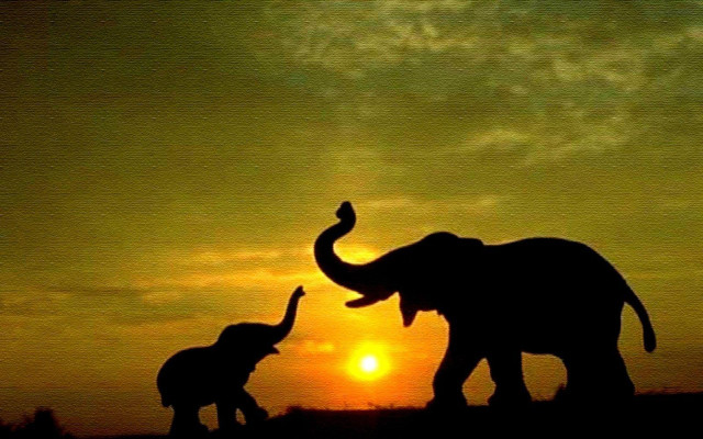Elephants sunset field couple standing #2 free wallpaper for desktop - medium preview image