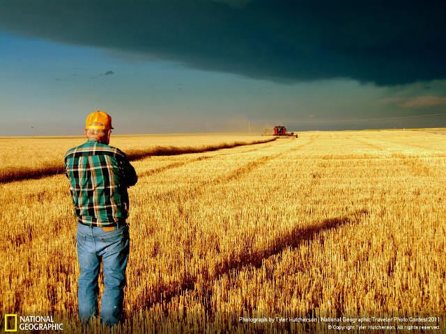 Man field wheat cloudy sky free wallpaper for desktop - medium preview image