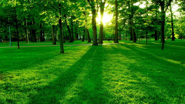 Park bench trees grass green free wallpaper for desktop - medium preview image
