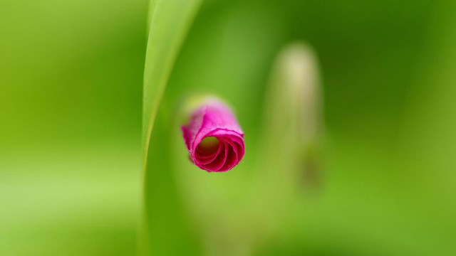 Pink flower green grass plant free wallpaper for desktop - medium preview image