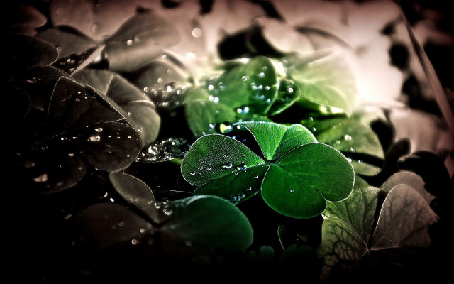 Green leaves water droplets black #2 free wallpaper for desktop - medium preview image