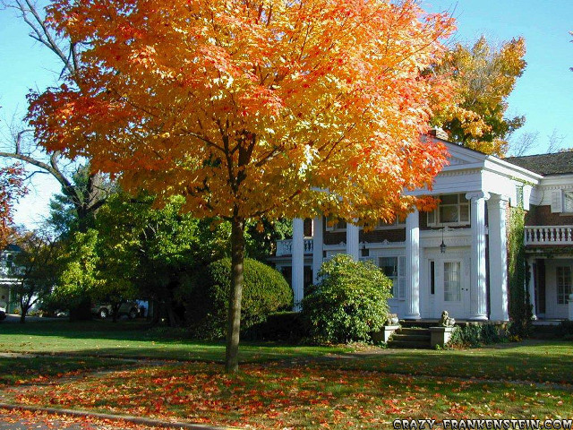 Large white house tree cars free wallpaper for desktop - medium preview image