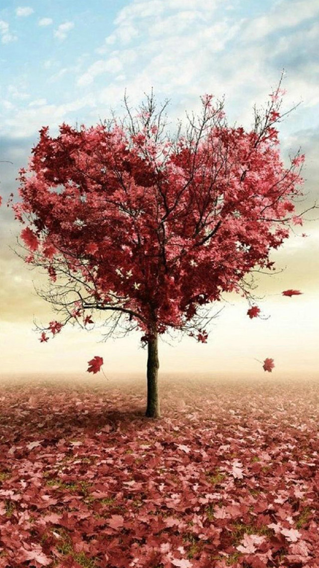 Red leaves tree autumn sky free wallpaper for mobile - medium preview image